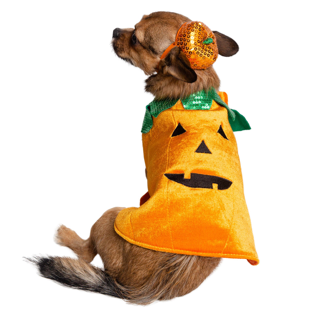 Halloween Pumpkin Dog & Cat Costume
